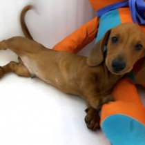 DACHSHUND – VENDIDO