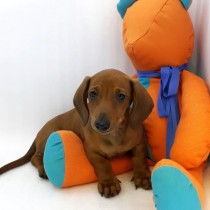 DACHSHUND – VENDIDO