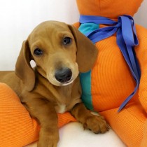 DACHSHUND – VENDIDA