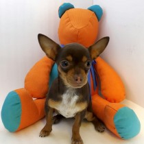 CHIHUAHUEÑO – CHOCOLATE – HEMBRA