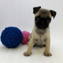 PUG – COLOR CARLINO – MACHO B