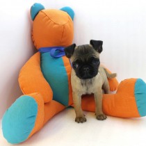 PUG – COLOR CARLINO – MACHO A