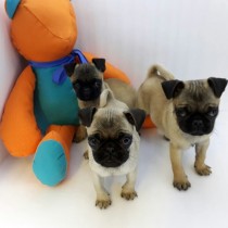 PUG – camada completa