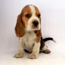 BEAGLE – TRICOLOR – HEMBRA 1