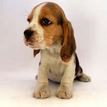 BEAGLE – TRICOLOR – HEMBRA 2
