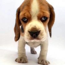 BEAGLE – TRICOLOR – HEMBRA 3