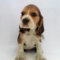 BEAGLE – TRICOLOR – MACHO A
