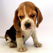 BEAGLE – TRICOLOR – MACHO B